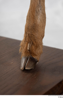 Deer doe foot hoof 0018.jpg